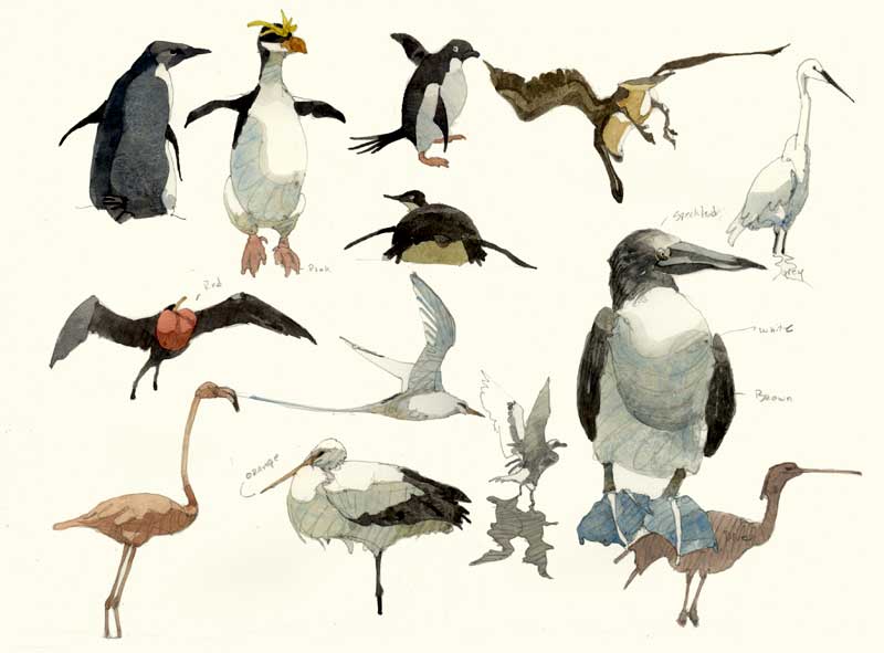 Sketches of Birds by Eddie Flotte