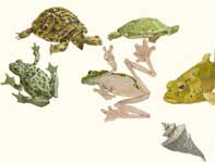 Painting by Eddie Flotte: Sketches of Turtles and Frogs